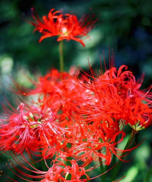 彼岸花（探寻彼岸花的含义及其生命力）