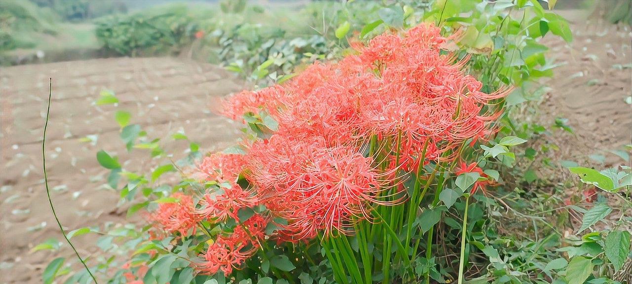 彼岸花的寓意与意义（探寻彼岸花的生命力与美丽）