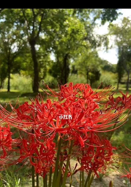 彼岸花的寓意与意义（探寻彼岸花的生命力与美丽）