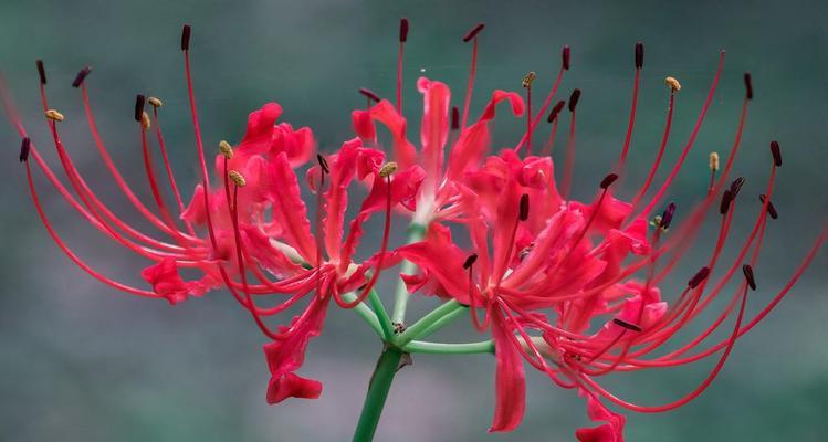 缤纷彼岸花花语（揭示不同颜色彼岸花的花语之谜）