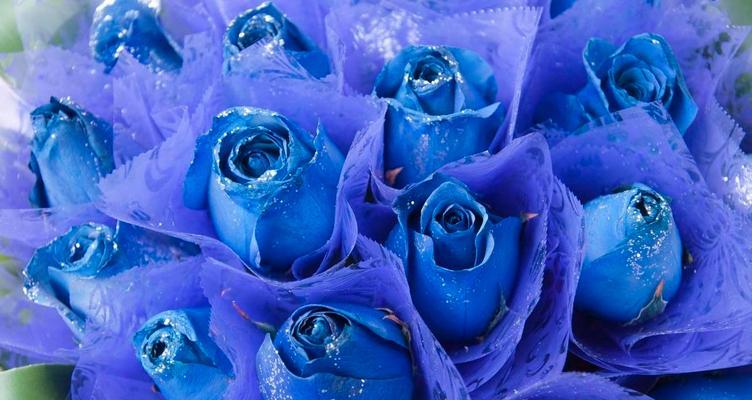 冰蓝色玫瑰的花语（寒冷中的温暖，让冰蓝玫瑰述说希望）