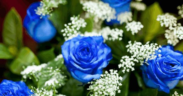 冰蓝色玫瑰的花语（寒冷中的温暖，让冰蓝玫瑰述说希望）