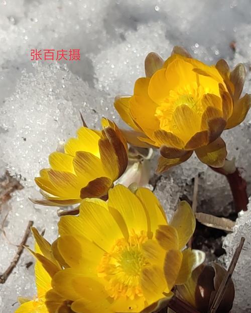 冰凌花的寓意及其美丽花朵的形态（解析冰凌花的象征意义与生长环境）