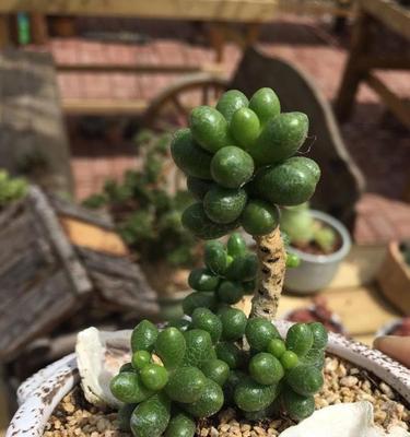 探秘多肉植物世界（多肉植物的种类及特点）