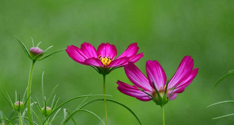 波斯菊（揭秘波斯菊的花语与神话）