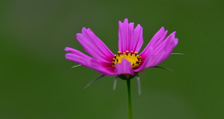 波斯菊（揭秘波斯菊的花语与神话）