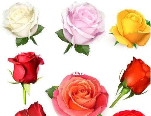 玫瑰花的数量与寓意（不同数量的玫瑰花代表的含义及文化背景）