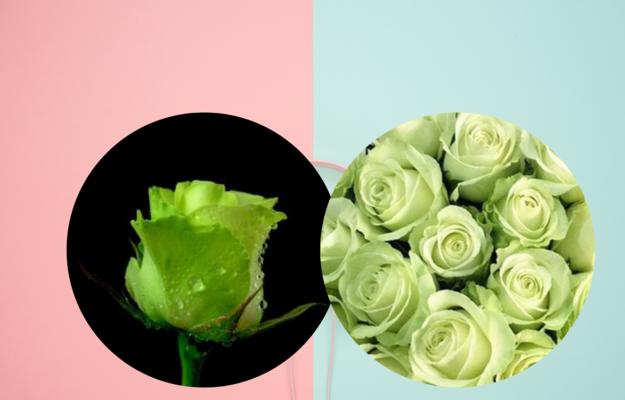 色彩缤纷的玫瑰花语（用花语传递情感，每一种颜色都有它的意义）