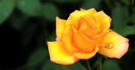 彩色玫瑰花语的美丽与寓意（用花语解读彩色玫瑰的情感世界）