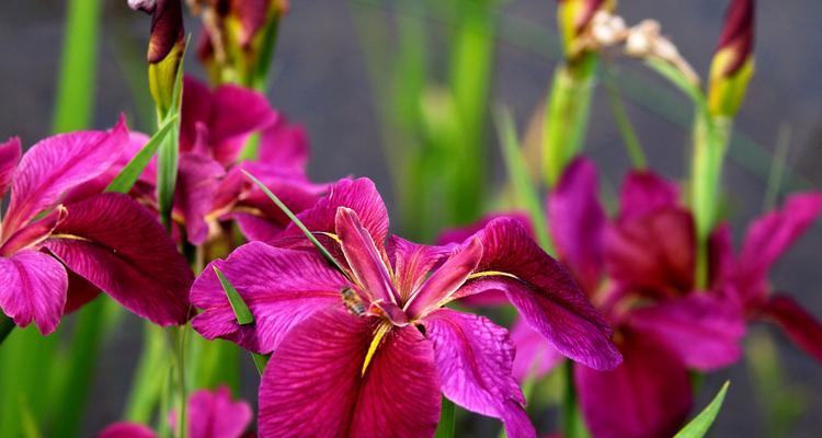 菖蒲花花语（菖蒲花的含义、传说和文化意义）