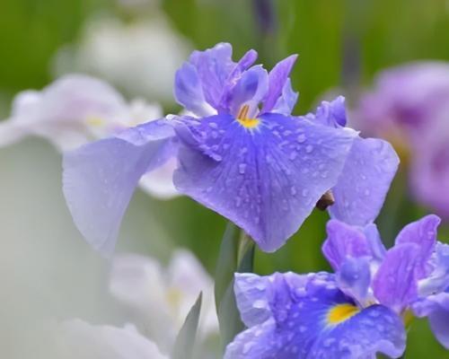 多彩唐菖蒲花开寓意（七彩芬芳，传递美好）