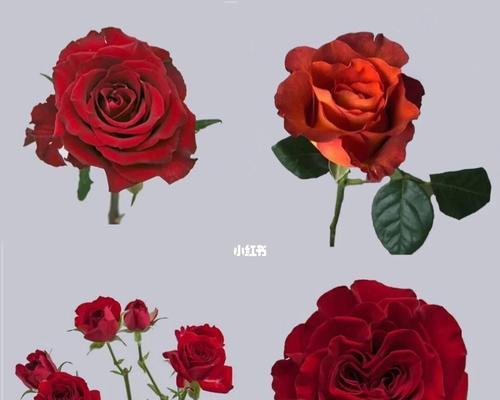 常见玫瑰花品种花语大揭秘（玫瑰花品种与花语解析，让你更懂花语的真正含义）