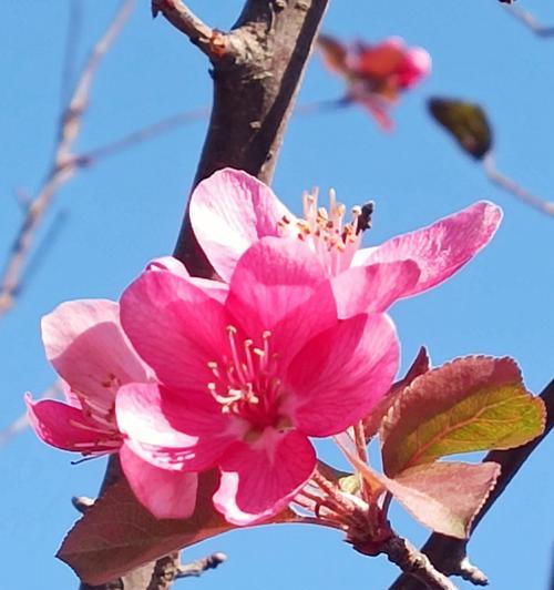 垂丝海棠花语（以花语诠释生命的坚韧和美丽）