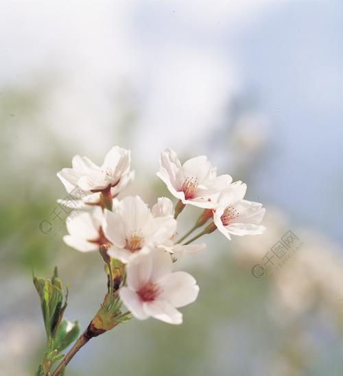 春天的花朵（春之花海，奇迹般的繁花绽放）