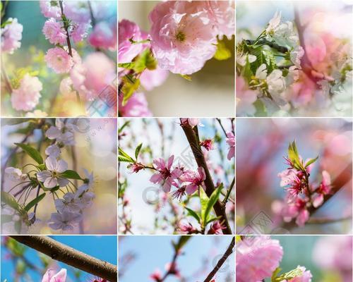 春天的花朵（春之花海，奇迹般的繁花绽放）