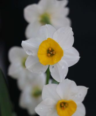 纯白水仙花的花语与寓意（探索纯白水仙花的神秘世界，传递爱与希望）