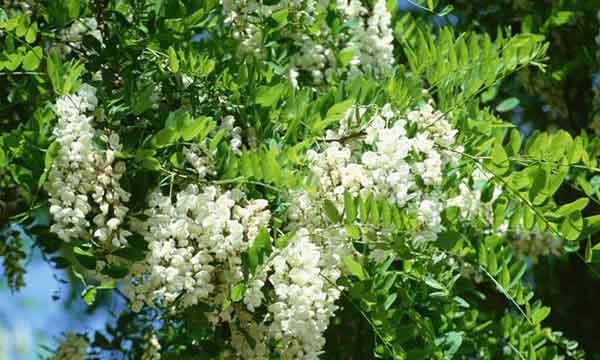 刺槐花语（唤醒心灵的绿色力量）