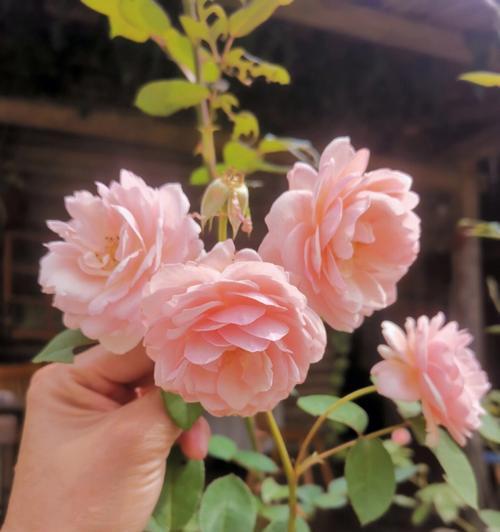 夏日繁花鲜艳，点缀人生（盛夏花海，热情似火的代表）