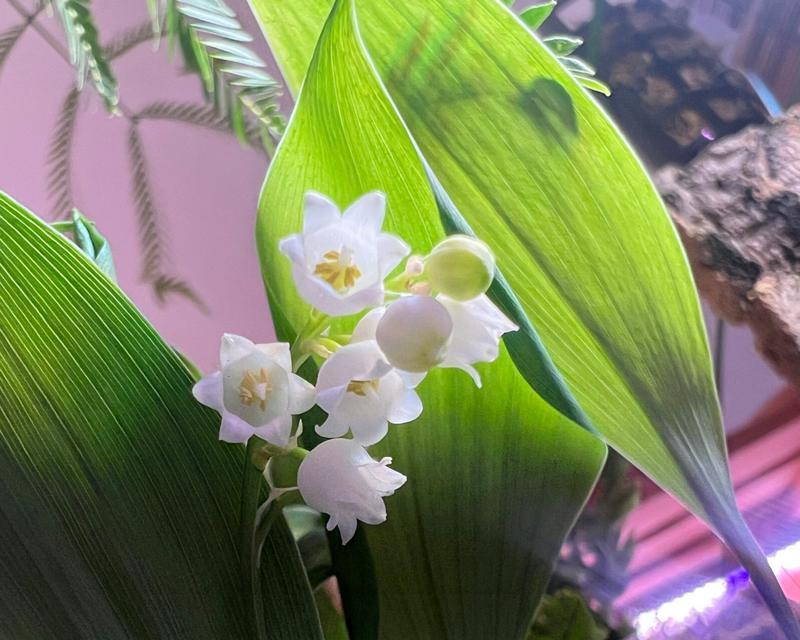 花开一生，代表挚爱（红玫瑰、满天星等代表挚爱的花朵）