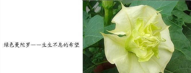 花开伤怀，代表忧伤的花与花语（告诉你花开时的心伤，以及它们背后深藏的忧伤之意）