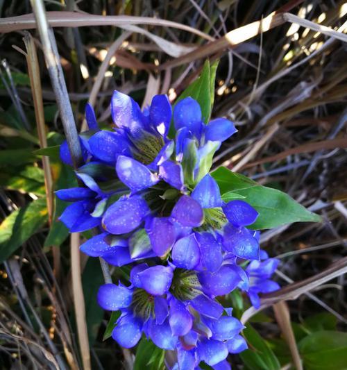 龙胆花的种植与养护（打造美丽花园，从龙胆花开始）