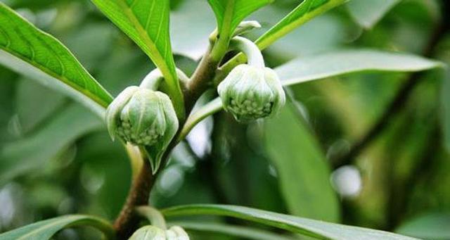 结香常见病害及预防措施(了解结香生长的常见问题,让你的花园更健康) 结香常见病害及预防措施(了解结香生长的常见问题,让你的花园更健康)