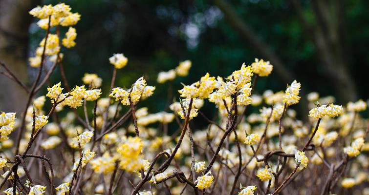 结香常见病害及预防措施(了解结香生长的常见问题,让你的花园更健康) 结香常见病害及预防措施(了解结香生长的常见问题,让你的花园更健康)