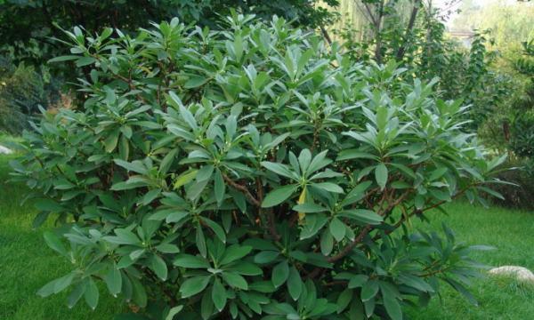 结香常见病害及预防措施(了解结香生长的常见问题,让你的花园更健康) 结香常见病害及预防措施(了解结香生长的常见问题,让你的花园更健康)