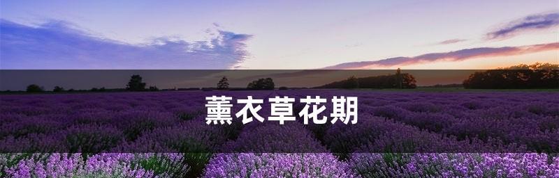 熏衣草花期详解（从开花到凋谢，看熏衣草的生命轨迹）