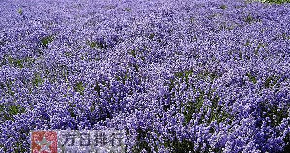 熏衣草花期详解（从开花到凋谢，看熏衣草的生命轨迹）