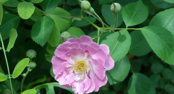 蔷薇花的寿命剖析（从栽培到枯萎，一生之中能活多久？）
