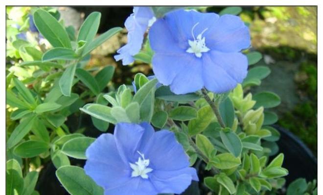蓝星花的养殖方法与注意事项（打造美丽园林的必备之花）