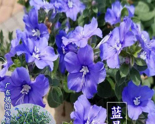 蓝星花的养殖方法与注意事项（打造美丽园林的必备之花）