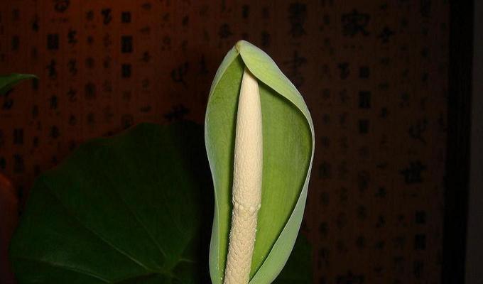 滴水观音——润泽心灵的圣洁力量（探寻滴水观音的神秘符号，感受她的慈悲与智慧）