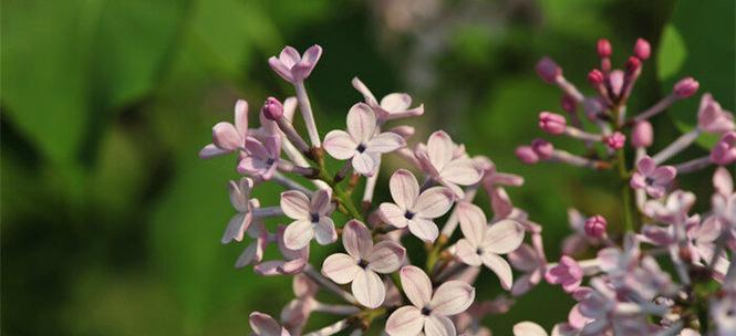 丁香花语（丁香花语的丰富内涵与深远影响）