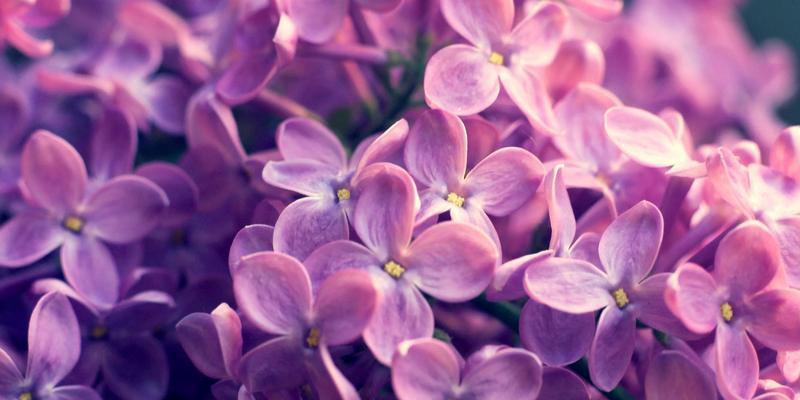 丁香花语（丁香花语的丰富内涵与深远影响）