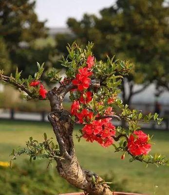 如何养殖健康美丽的海棠花（从栽培到护理，轻松打造私家花园）