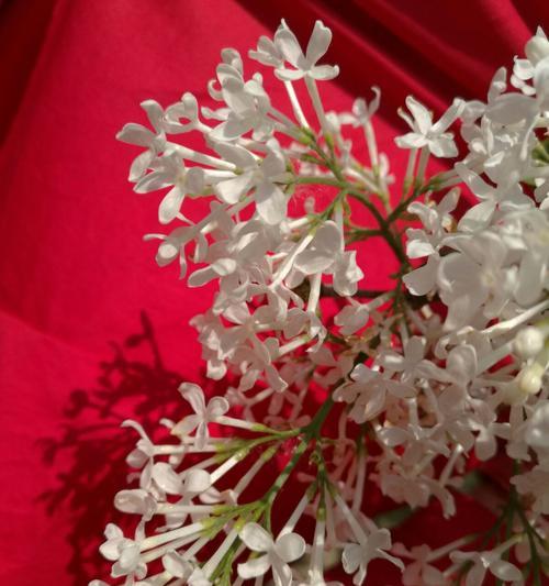 丁香花的代表意思——寓意深远的花语（探寻丁香花所传递的情感与寓意）