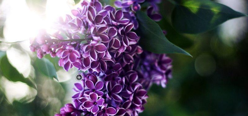 丁香花的代表意思——寓意深远的花语（探寻丁香花所传递的情感与寓意）