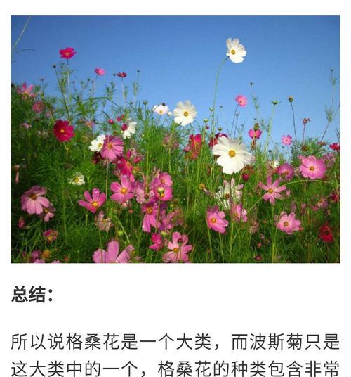 格桑花和波斯菊的区别（探秘两种花卉的生长特点与形态特征）