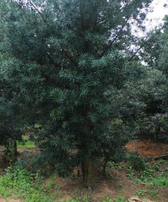 如何选择罗汉松品种？（探讨罗汉松不同品种特点，帮您选择之选）