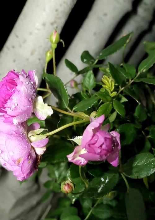 冬天的花朵（探索冬天中的代表花朵，感受寒冷中的温暖）