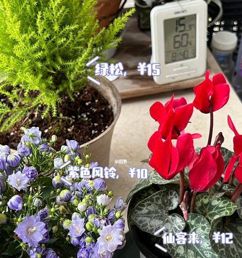 冬天的花朵（探索冬天中的代表花朵，感受寒冷中的温暖）