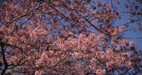 春天的花海——不同樱花品种的花语（探寻以冬樱花、重瓣樱花和樱花草的花语之美）