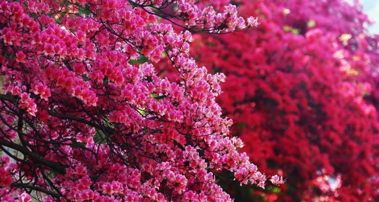 杜鹃花的象征意义（寄托爱情与变革的杜鹃花）