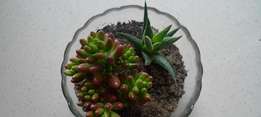 多肉植物种植指南（打造精致小园林，从多肉植物开始）