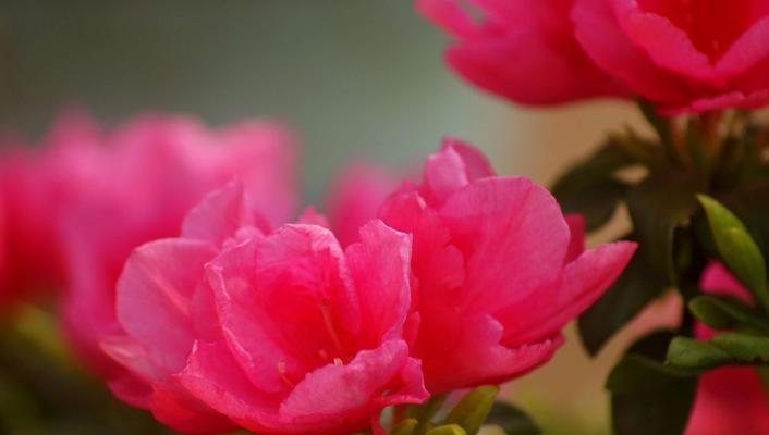杜鹃的花语（唤醒沉睡的灵魂，展翅翱翔新天地）