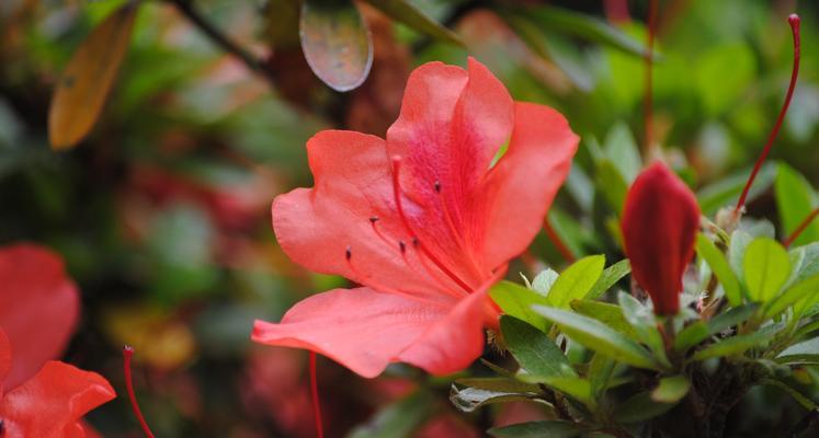 杜鹃花（一朵花的多重寓意与象征）