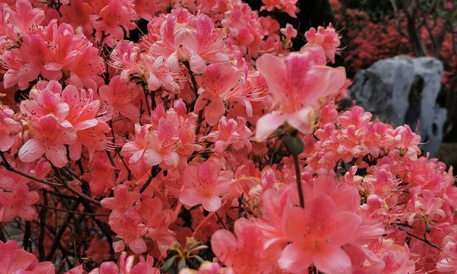 杜鹃花（一朵花的多重寓意与象征）