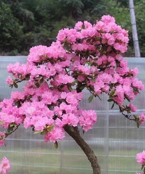 杜鹃花的品种与种类（品种繁多，各具特色，了解一下！）